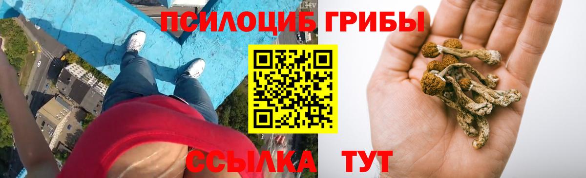 Галлюциногенные грибы мицелий  Псилоцибиновые грибы Cubensis  Шадринск  сколько стоит  Вход с VPN 
